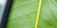 Scientists discover bizarre new happy-faced spider with unique genetics in India