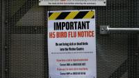Australia to vaccinate vulnerable native birds against bird flu following New Zealand's lead