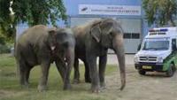 Mobile hospital service planned to provide emergency care for wild elephants