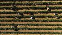 Italy Early Wine Harvest Photo Gallery