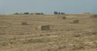 Wildfire smoke may still affect some Montana perennial forage crops