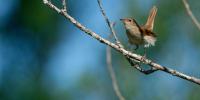 Best British nature writing: nightingales, peregrines and other bird books to read