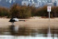 Australia to vaccinate vulnerable bird species against H5 flu