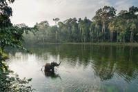 Congo basin critically understudied