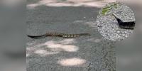 Tennessee’s largest and most dangerous venomous snake spotted at Percy Warner Park