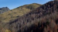 Government announces $1 million community fund to fight wilding pines
