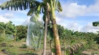 High-yield G-9 banana boosts commercial farming in Patuakhali