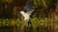 Florida birds make rare Ohio visit. Location and photos