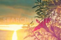 Remaking the Caribbean resilient