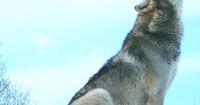 Four Rivers Wildlife: The howl of uncertainty