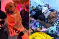 Colorado Firefighters Save 7 Puppies While Working to Rescue Animals from House Fire