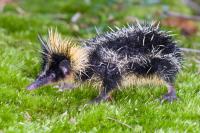 People Can't Believe This Cartoon-Looking Animal Is Actually Real