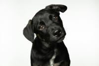 We should smile at our dogs – a new scientific study reveals why