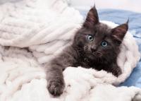 Maine Coon's Litter of Stunning Kittens Is in Their 'Chaos' Phase—and They're Owning It