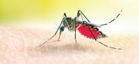 Climate change redraws Africa’s malaria map, East Africa hardest hit