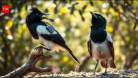 Scientists fitted Australian magpies with GPS trackers, but the birds quickly learned to remove them for each other