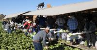 In the Field: How Yuma became the fresh produce capital and an economic powerhouse