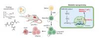 SKKU Researchers Develop World's First Oral Microbiome-Based Nanomedicine to Supercharge Anti-Cancer Immunity