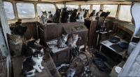 Unusual - A boat adrift without a crew off the coast of Tacoma: police discover 30 cats on board