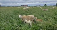 The new dairy cheese tempting consumers
