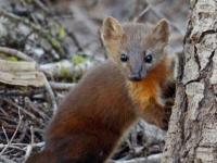 Federal judge rules Forest Service violated law by allowing off-road events in coastal marten habitat