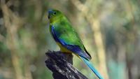 Australia to vaccinate native birds against bird flu