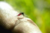 Number of dangerous Asian tiger mosquitoes and other invasive species surging in Hungary – deadly virus detected at farm