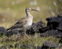 Whimbrels doing well in Whalsay