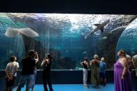 The punk and the bruiser: Invasive species thrive as global warming transforms the Mediterranean