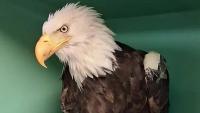 Popular Bald Eagle From California Dies At 14 Battling Mysterious Illness Following Encounter With Two Younger Eagles