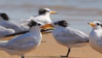 Australia to begin vaccinating birds amid warning of mass deaths