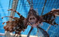 Cyprus battles invasive lionfish as Mediterranean waters warm