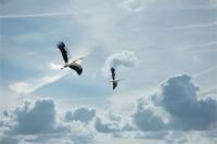 More Than 20 Dead White Storks Were Found Under Power Pole Near Gabrovo