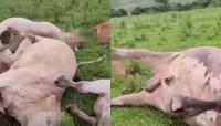Farmers in Stormont protest and demand DAERA ‘come clean’ on shooting of 51 cattle in Tyrone