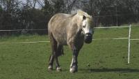 ‘Early-morning grass isn’t always safe’: laminitis prevention advice for owners after new research