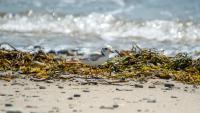 Why beaches close for piping plovers in Maine and New Hampshire