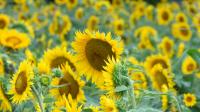 5 Massachusetts farms where you can pick your own sunflowers
