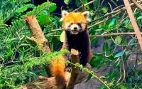 Taipei Zoo red panda makes River Wonders debut
