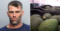 A Cuban from Hialeah arrested for stealing 142 avocados from a farm in Miami-Dade