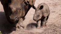 Fota Wildlife welcomes second Irish-born Indian rhino baby