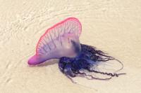 Warning for French and Spanish beaches after Portuguese man o’ war spotted