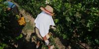 Italy’s ‘perfectly healthy’ wine grapes go unpicked in the afternoons because it’s just too hot this year