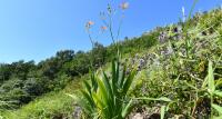 Rare flower discovered on mountain near North Korean border