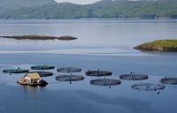 SAIC appoints advisory committee to help shape next wave of Scottish aquaculture innovation
