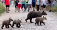Mother bear and cubs spotted on busy hiking trail in Poland