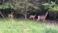 Increased doe harvest needed in Accomack and Northampton Counties