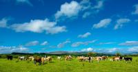 Farmers demand independent scrutiny after controversial Tyrone cattle cull