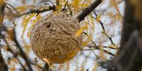 Why Asian hornets are a bigger concern at the end of summer in France