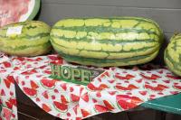 Watermelons and politics collide in Hope, Arkansas festival