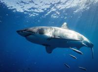 Maine Lifeguard Pulled Underwater By a Great White Shark
